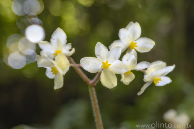 Fotografias dos percursos do Guia de Cicloturismo Circuitos do Sul - trajeto de Lapa no Paraná, à Corupá, em Santa Catarina