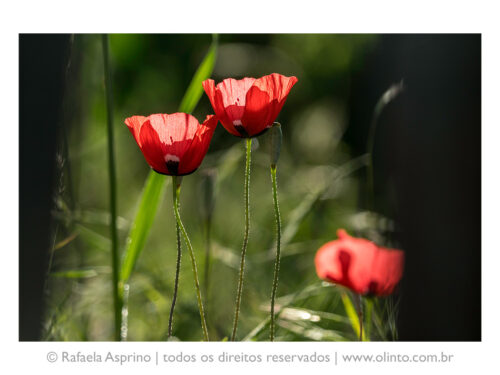 Fotografia impressa em Fine Art.